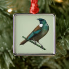 Tui New Zealands Bird