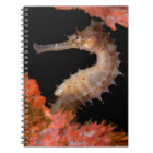 Tulamben, Thorny Sea Horse