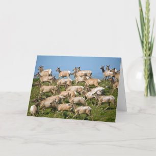 Tule Elk  Point Reyes National Seashore, CA Card