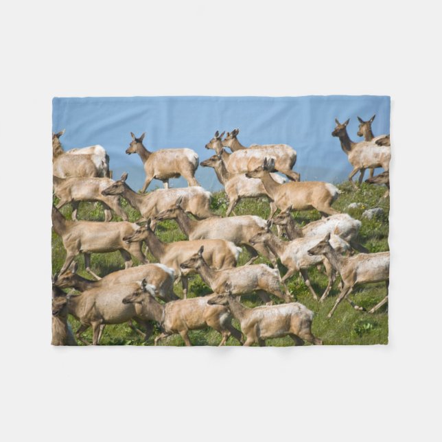 Tule Elk| Point Reyes National Seashore, CA Fleece Blanket (Front (Horizontal))