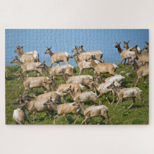 Tule Elk  Point Reyes National Seashore, CA Jigsaw Puzzle