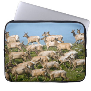 Tule Elk  Point Reyes National Seashore, CA Laptop Sleeve