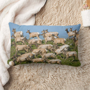 Tule Elk Point Reyes National Seashore, CA Lumbar Cushion