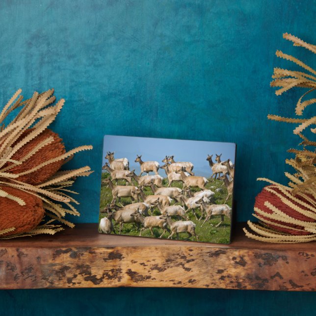 Tule Elk| Point Reyes National Seashore, CA Plaque (Side)