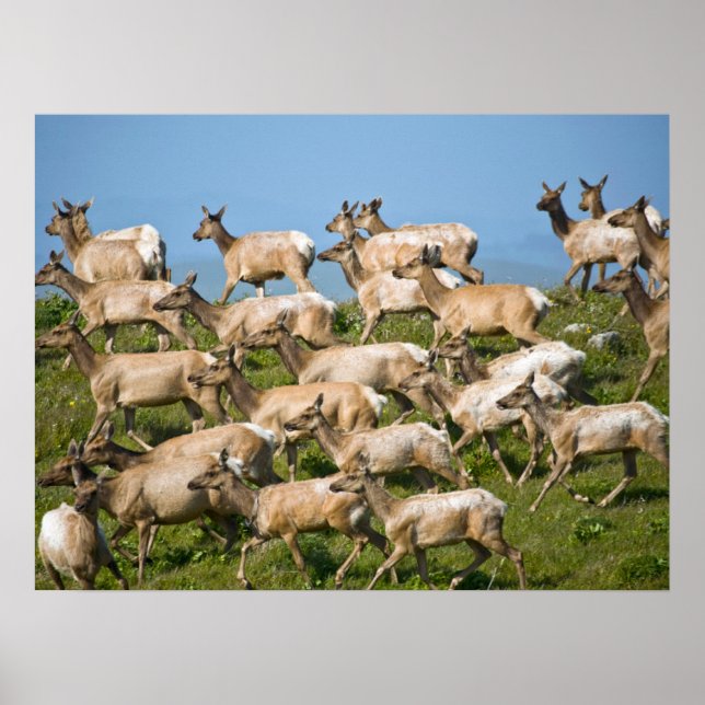 Tule Elk| Point Reyes National Seashore, CA Poster (Front)