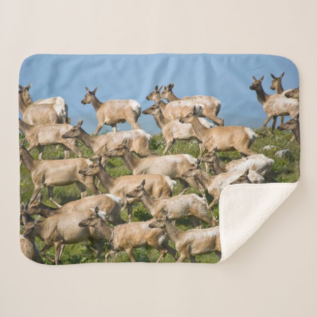 Tule Elk| Point Reyes National Seashore, CA Sherpa Blanket (Front (Horizontal))
