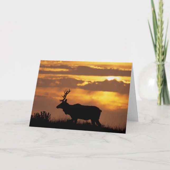 Tule Elk | Point Reyes National Seashore Card (Front)
