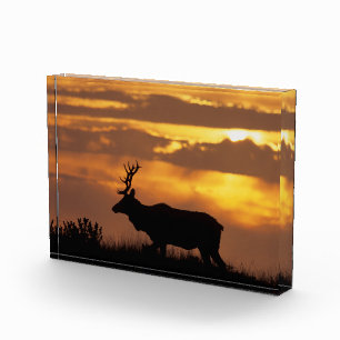 Tule Elk Point Reyes National Seashore Photo Block