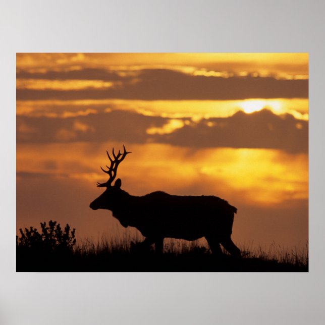 Tule Elk | Point Reyes National Seashore Poster (Front)
