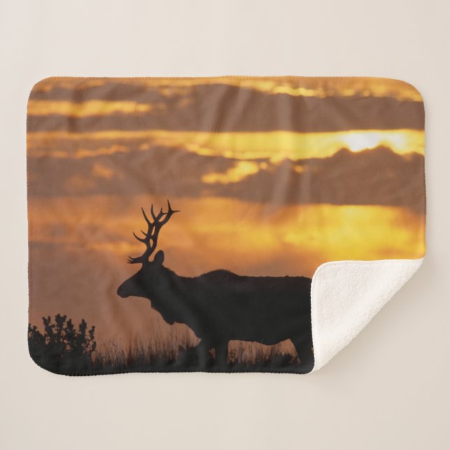 Tule Elk | Point Reyes National Seashore Sherpa Blanket (Front (Horizontal))