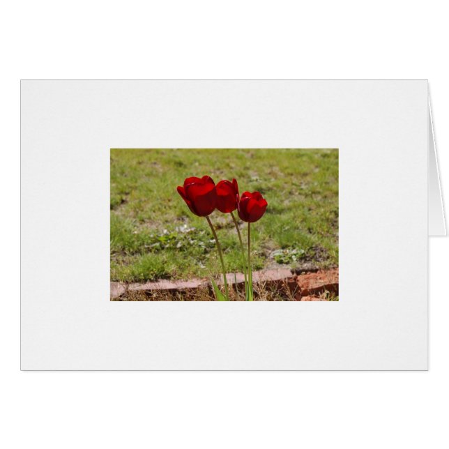 tulip (Front Horizontal)