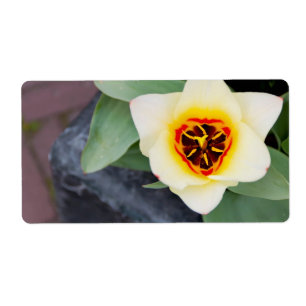 Tulip
