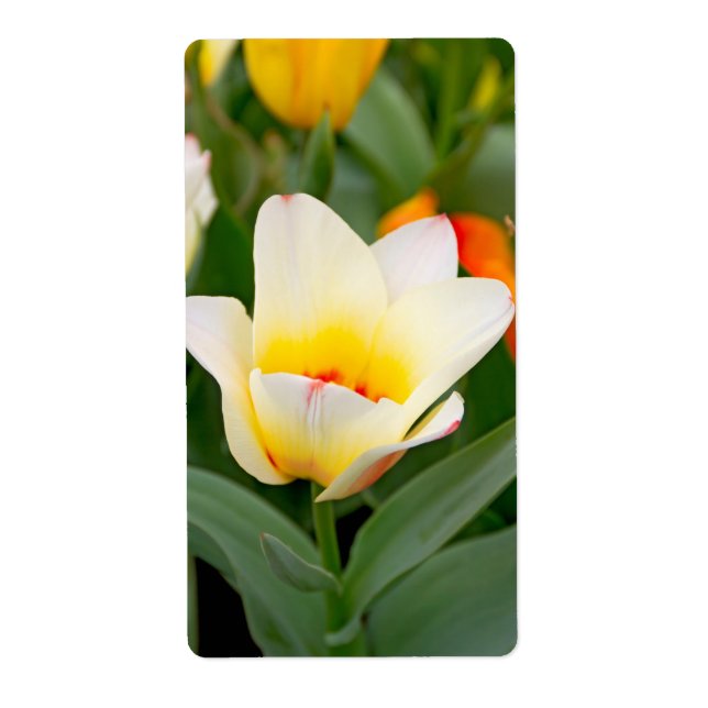 Tulip (Front)