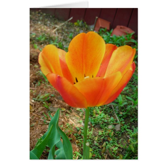 Tulip (Front)