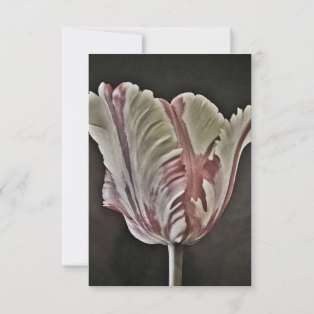 Tulip (Front)