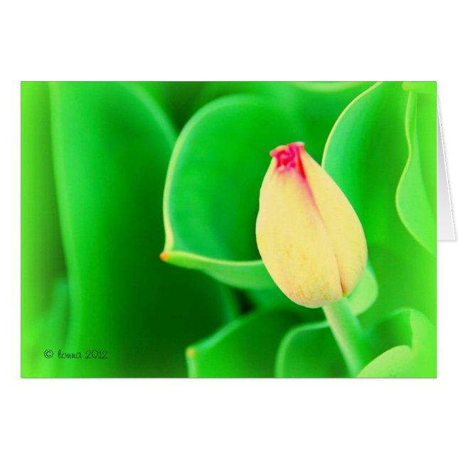 Tulip (Front Horizontal)