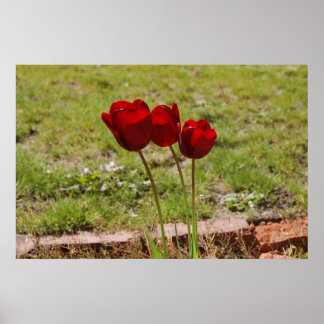 tulip99 poster