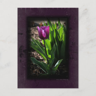Tulip 0243 Purple Postcards