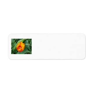 Tulip Address Label Return Address Label