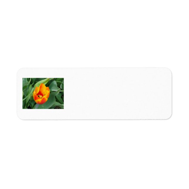 Tulip Address Label Return Address Label (Front)