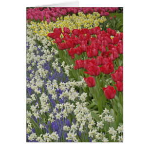 Tulip and daffodil garden, Keukenhof Gardens,