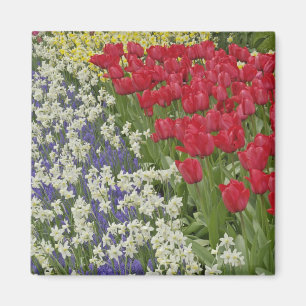 Tulip and daffodil garden, Keukenhof Gardens, Magnet