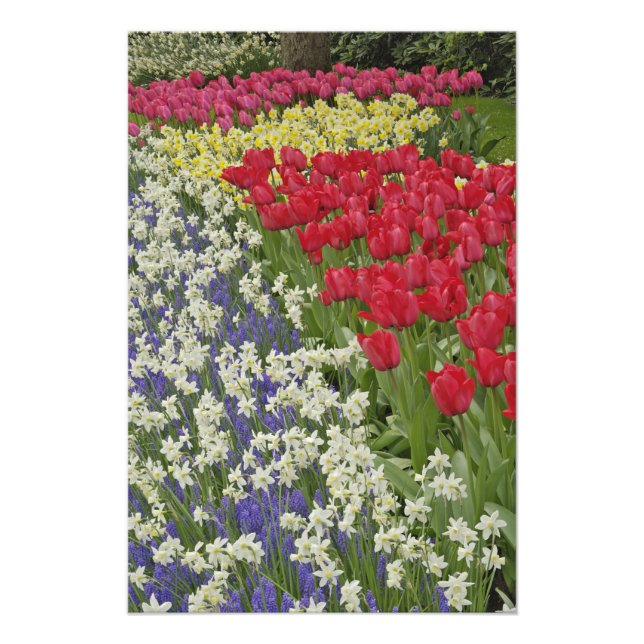 Tulip and daffodil garden, Keukenhof Gardens, Photo Print (Front)