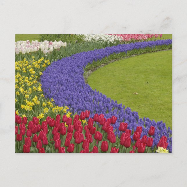 Tulip and Grape Hyacinth and daffodil garden, Postcard (Front)