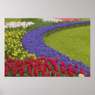 Tulip and Grape Hyacinth and daffodil garden, Poster