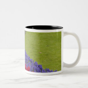 Tulip and Grape Hyacinth and daffodil garden, Two-Tone Coffee Mug