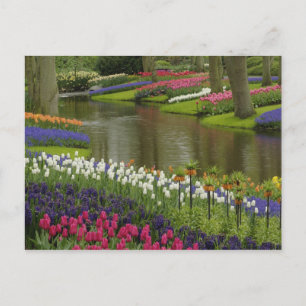 Tulip and hyacinth garden, Keukenhof Gardens, 2 Postcard