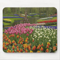 Tulip and hyacinth garden, Keukenhof Gardens,