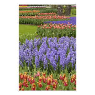Tulip and Hyacinth garden, Keukenhof Gardens, Photo Print