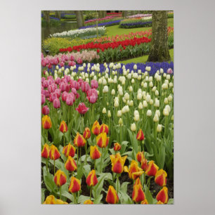Tulip and hyacinth garden, Keukenhof Gardens, Poster