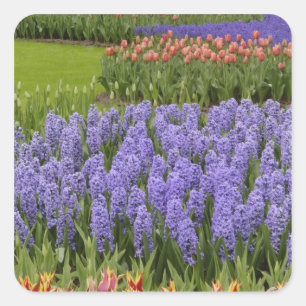 Tulip and Hyacinth garden, Keukenhof Gardens, Square Sticker