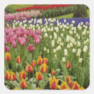 Tulip and hyacinth garden, Keukenhof Gardens, Square Sticker