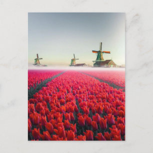Tulip and mill field postcard