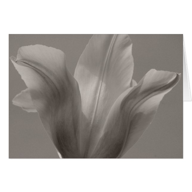 Tulip Black and White (Front Horizontal)