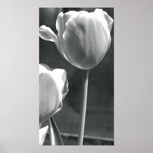 Tulip Black and White Poster (Front)