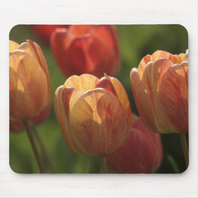 Tulip Blossoms Mouse Pad (Front)