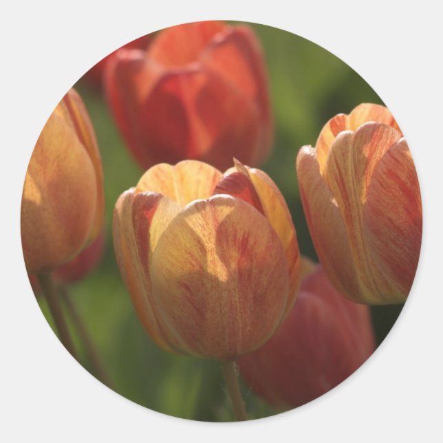 Tulip Blossoms Stickers (Front)