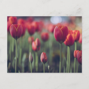 Tulip Botanical Beautiful Amsterdam Landscape Postcard