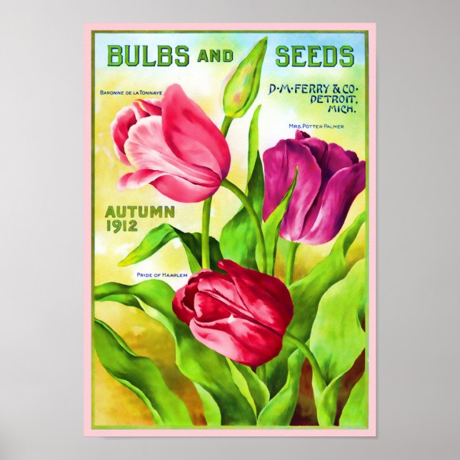 Tulip Bulbs Catalogue Illustration Poster (Front)
