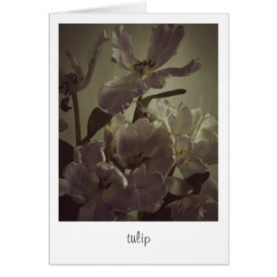 "tulip" by Heidi Rondak Photography