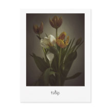 "tulip" by Heidi Rondak Photography