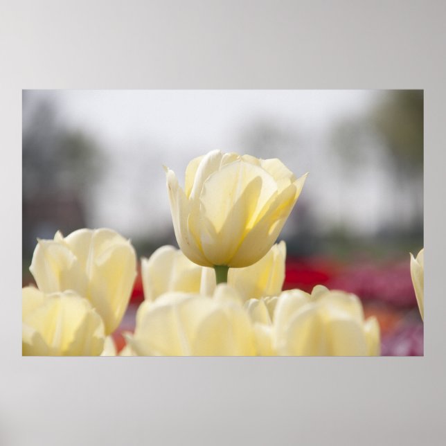 Tulip canvas poster (Front)