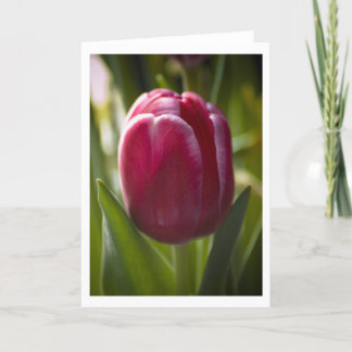 Tulip Card