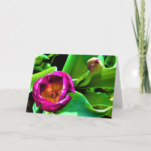 Tulip, card