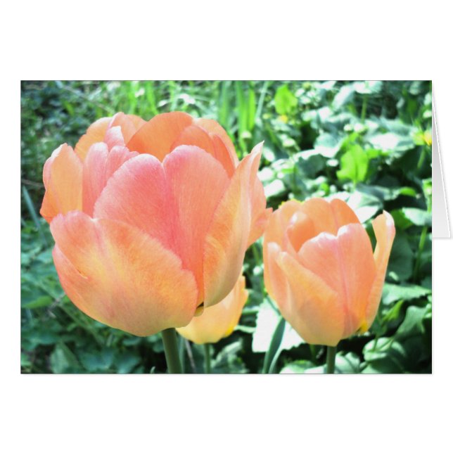 Tulip card (Front Horizontal)
