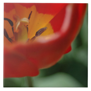 Tulip Ceramic Tile